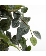 PILEA COLGANTE VERDE 20CM