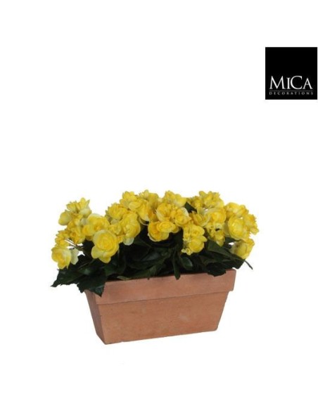 BEGONIA AMRILLA EN JARDINERA TERRA 29X13X25CM