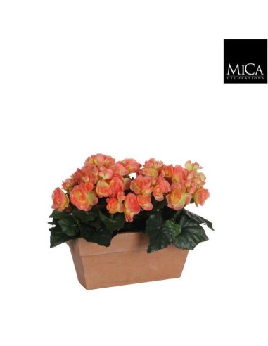 BEGONIA SALMON EN JARDINERA TERRACOTA 29X13X25CM