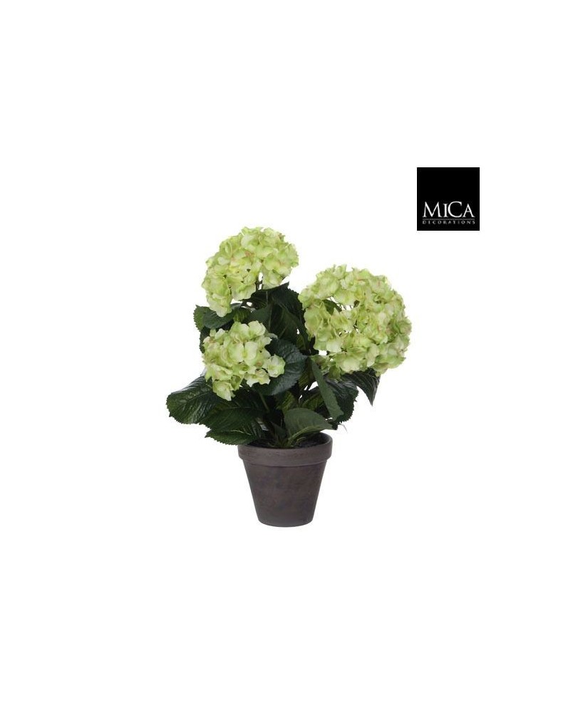 HYDRANGEA VERDE EN MACETA 13.5CM