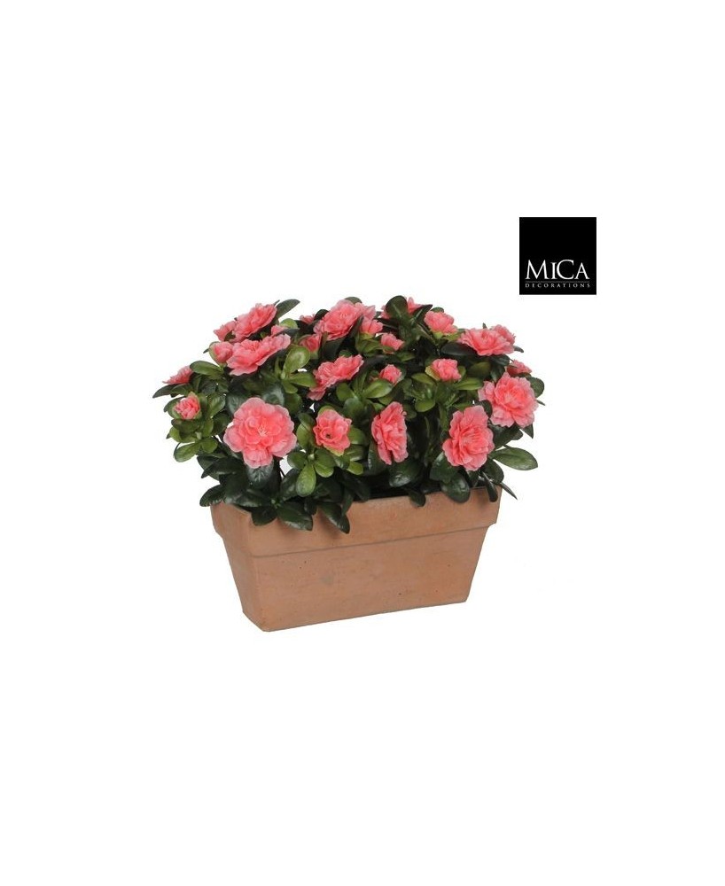 AZALEA  SALMON MACETA 29X13X27CM
