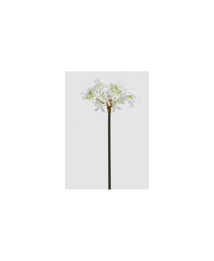 RAMO AGAPANTHUS