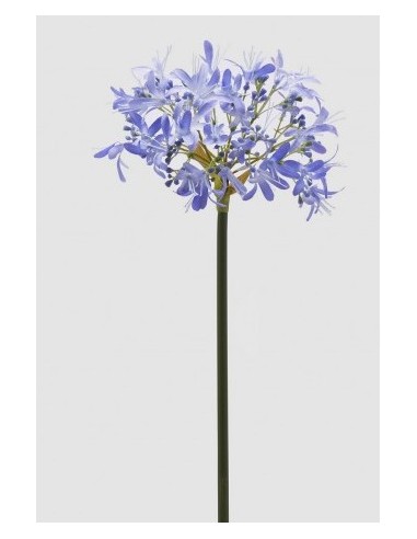 AGAPANTHUS RAMO AZUL