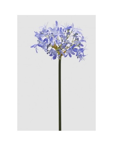AGAPANTHUS RAMO AZUL