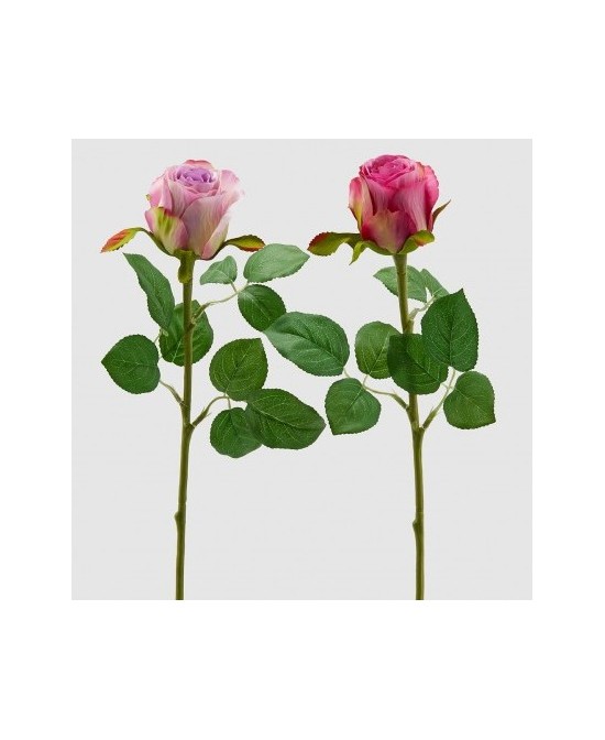 ROSA MAUVE