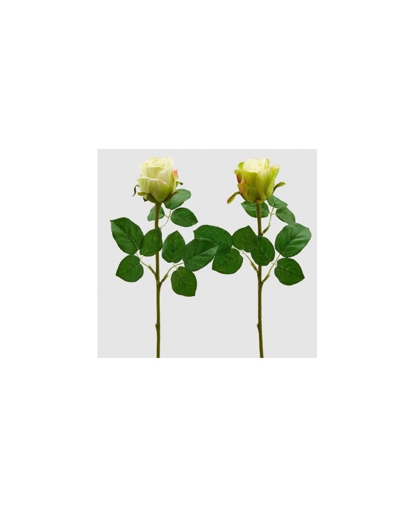 ROSA VERDE CLARO