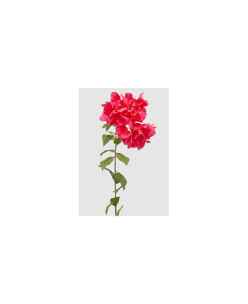 BOUGANVILLEA REX RAMO BELLEZA