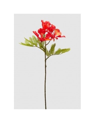 DELONIX CORAL