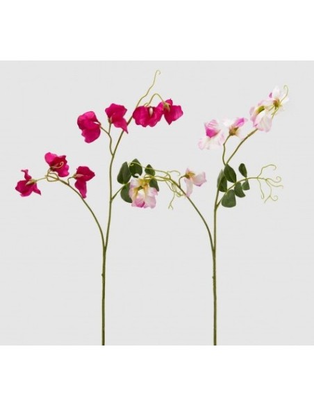 PISELLO 65VM  ROSA