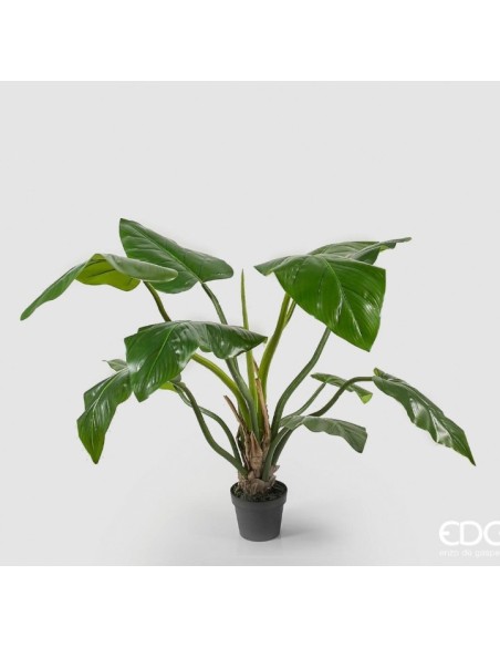 FILODENDRO CHIC VERDE CON VASO