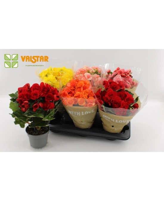 Begonia Elatior Mixed - Planta ornamental vibrante para interior y exterior

