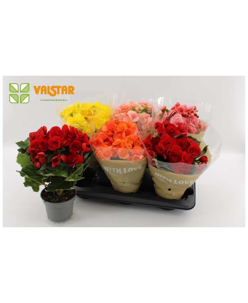 Begonia Elatior Mixed - Planta ornamental vibrante para interior y exterior

