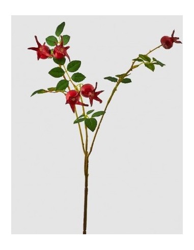 ROSA CANINA ROSA