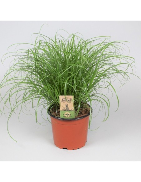 Cyperus Alt Zumula 20-25cm  Planta Tropical Interior en Maceta 12cm

