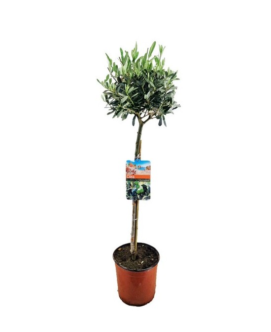 Olivo Europeo Olea europaea 100 cm en Maceta 19 cm  Elegancia Mediterránea en Endanea Garden

