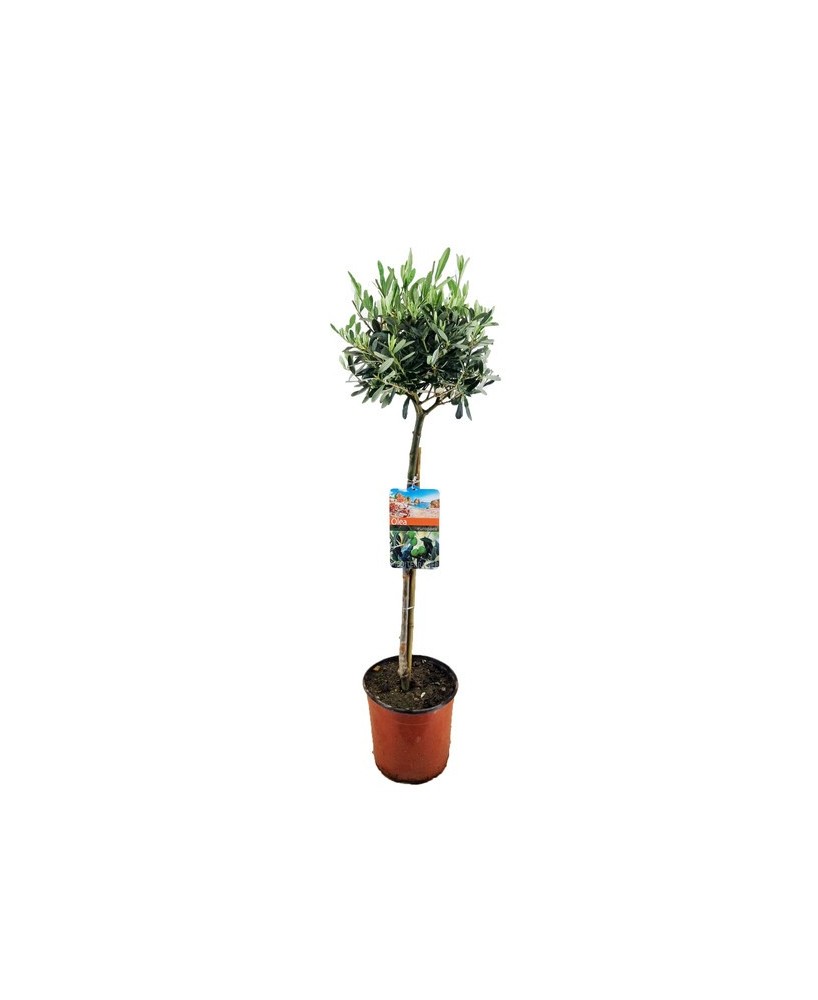 Olivo Europeo Olea europaea 100 cm en Maceta 19 cm  Elegancia Mediterránea en Endanea Garden


