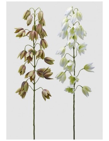 YUCCA GLORIOSA RAMO BLANCO VERDE