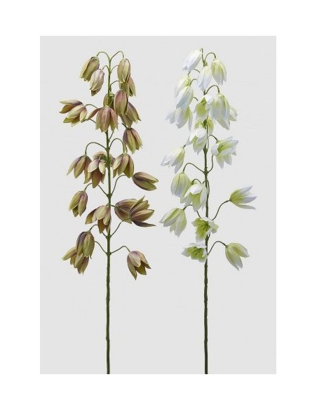 YUCCA GLORIOSA RAMO BLANCO VERDE