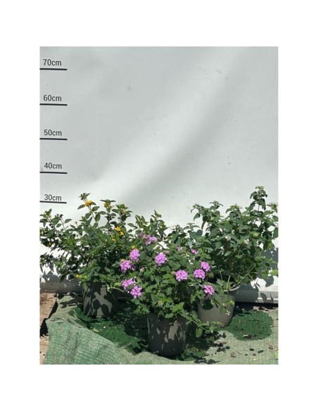 Lantana 13 cm - Planta Colorida y Compacta para Jardines y Terrazas

