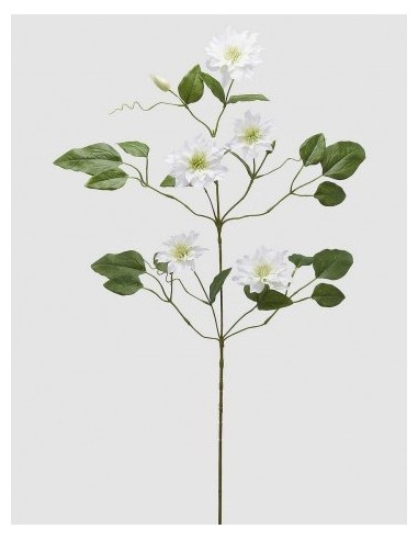 CLEMATIS RAMO BLANCO