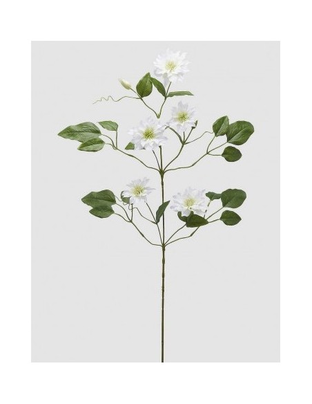 CLEMATIS RAMO BLANCO