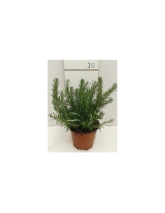 Rosmarinus Officinalis 'Prostratus' | Romero Rastrero Aromático en Maceta 13 cm | Endanea Garden

