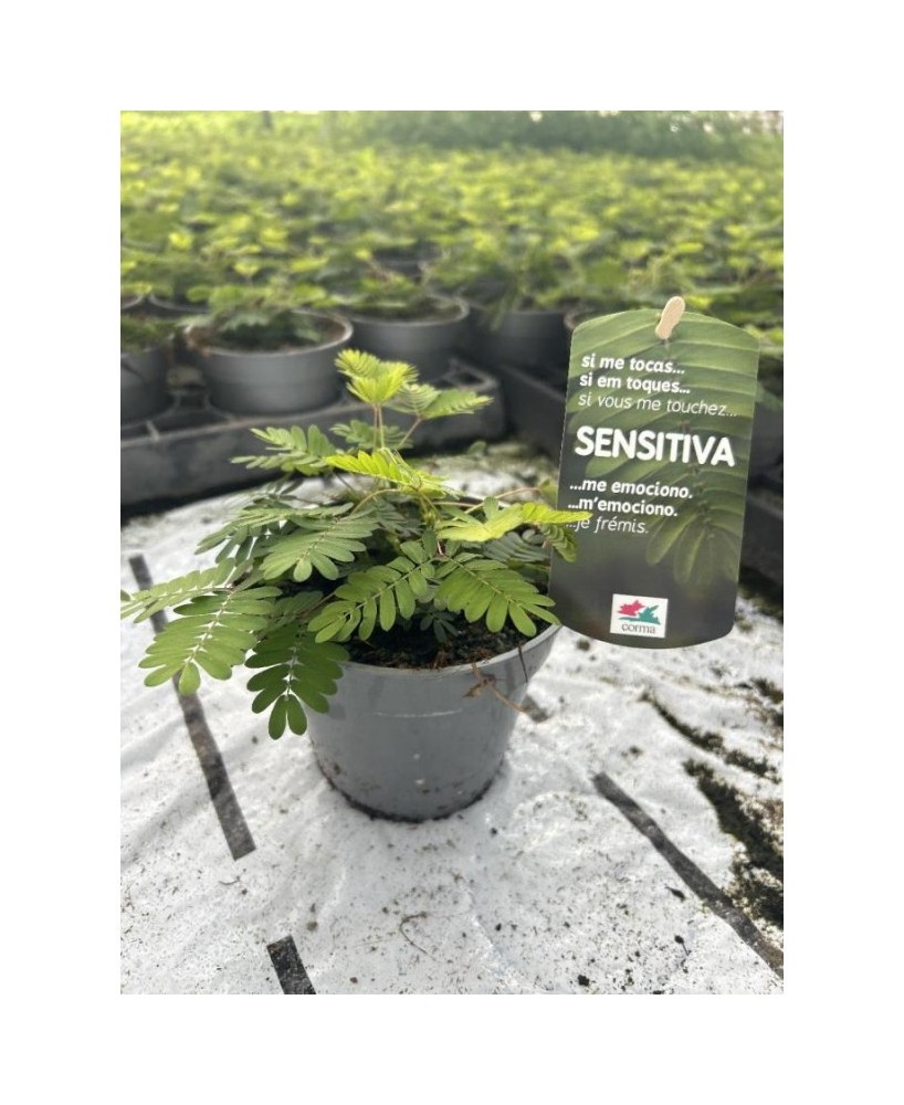 Mimosa Pudica planta sensible al tacto maceta 13 cm Endanea Garden

