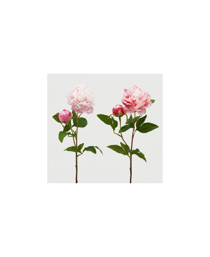 PEONIA RAMO ROSA