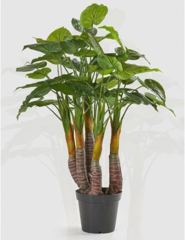 FILODENDRO FIANTA VERDE