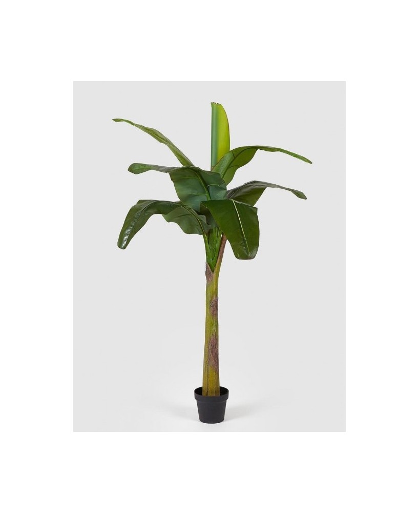 BANANO PIANTA VERDE