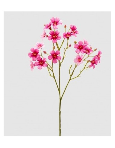 OXALIS RAMO ROSA OSCURO