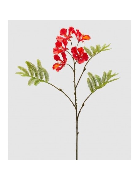 DELONIX RAMO CORAL