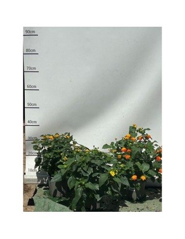 Lantana Camara Planta Natural  Flores Multicolores y Resistente al Calor

