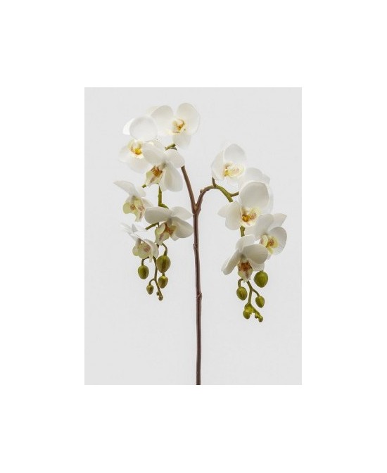 ORQUIDEA