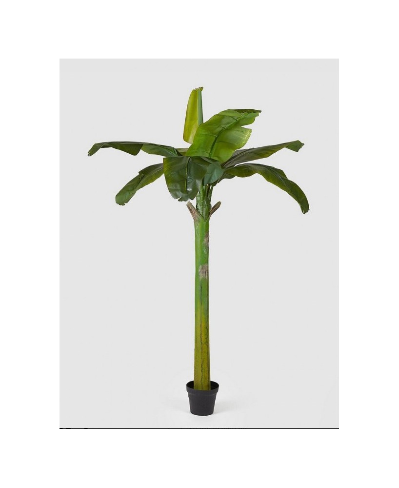 BANANO PIANTA VERDE CON VASO