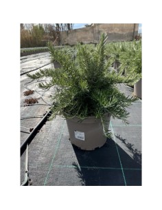 Rosmarinus Officinalis | Romero Aromático en Maceta 23 cm | Planta Culinaria y Decorativa

