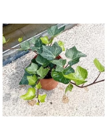 Hedera Hibernica Hiedra Irlandesa planta trepadora para jardín y exteriores Endanea Garden

