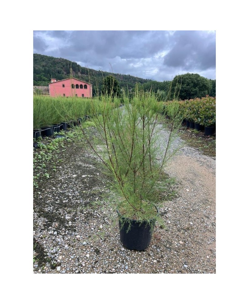 Tamarix Gallica - Planta Ornamental Resistente para Jardines | Endanea Garden

