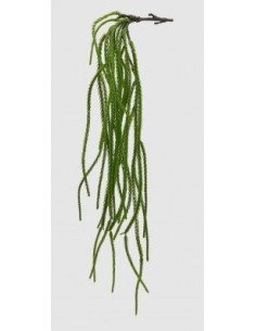CRIPTOMERIA VERDE H61