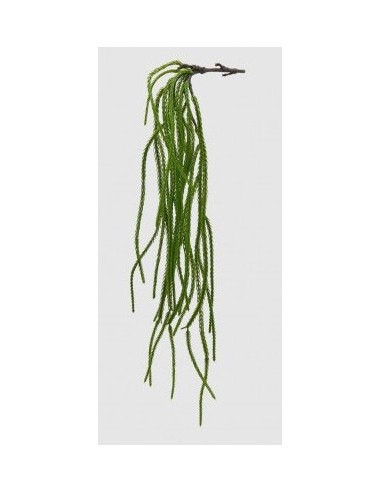 CRIPTOMERIA VERDE H61