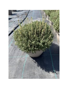 Thymus Vulgaris | Tomillo en Maceta 25 cm | Planta Aromática y Medicinal | Endanea Garden

