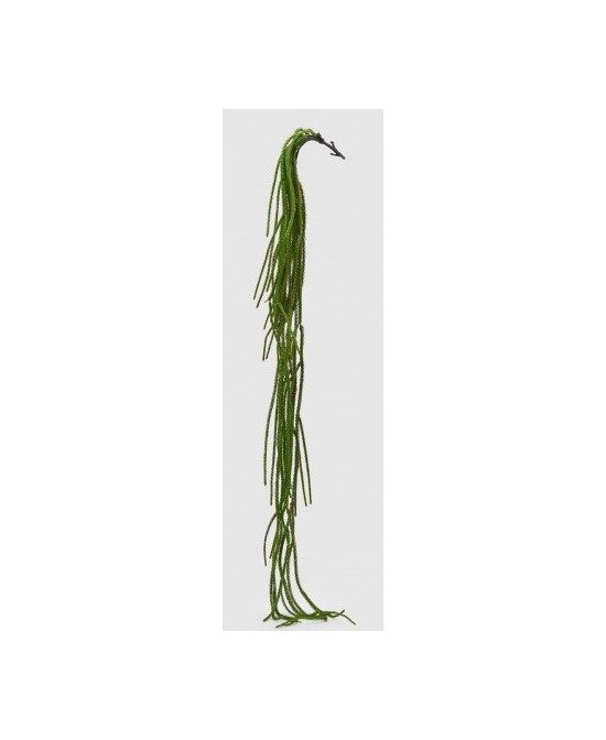 CRIPTOMERIA VERDE H134
