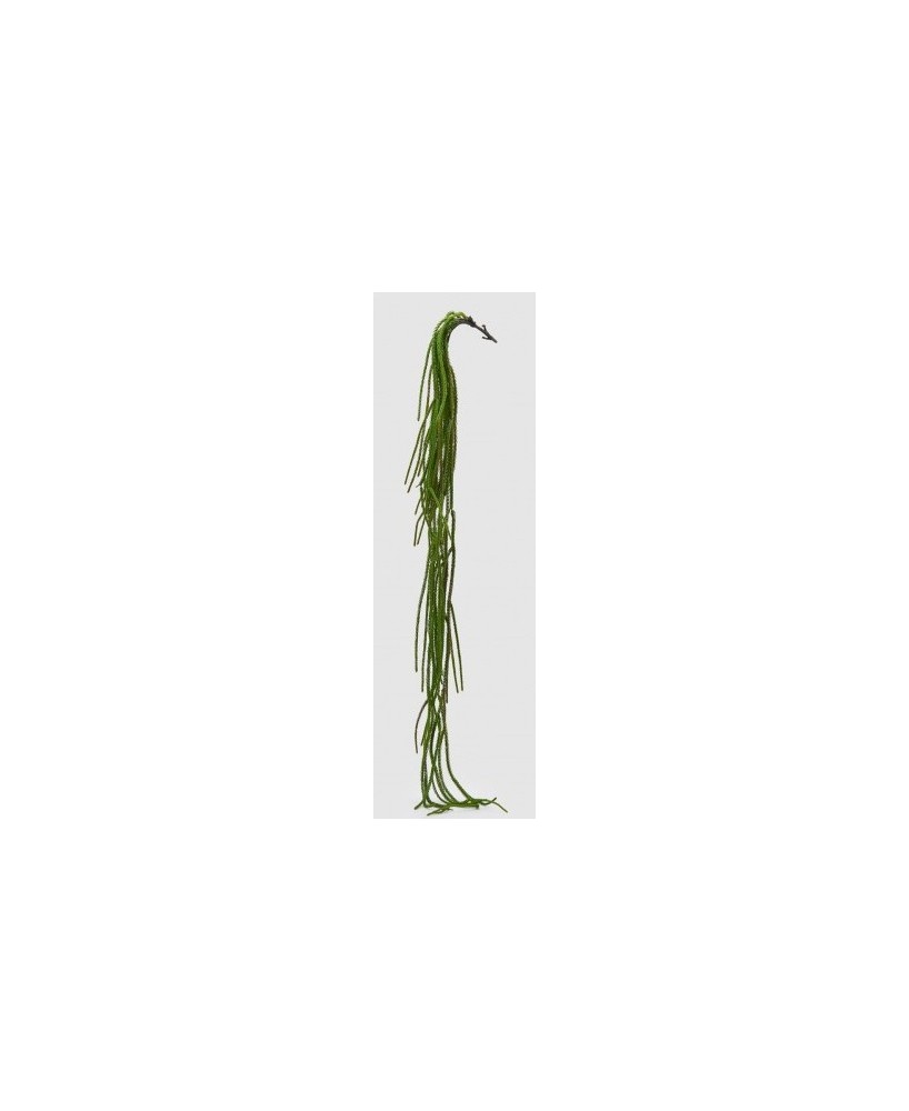 CRIPTOMERIA VERDE H134