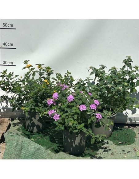 Lantana Montevidensis - Planta Perenne Vibrante y Resistente para Jardín | Endanea Garden

