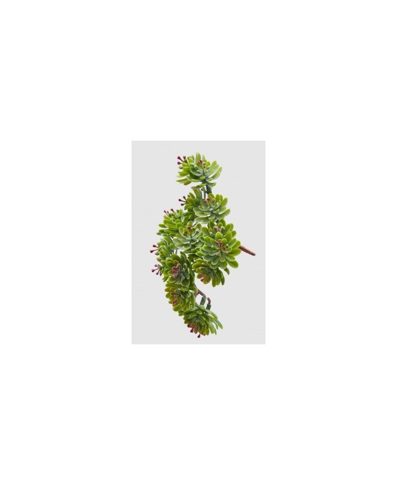 CRASSULA PICK VERDE ROSA