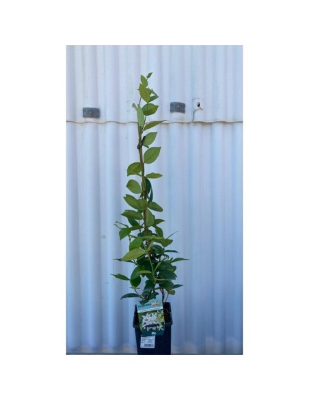 PANDOREA JASMINOIDE