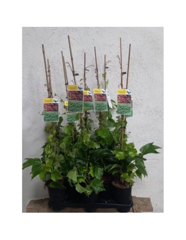 Parthenocissus Tricuspidata Robusta  Vid de Virginia Trepadora | Endanea Garden

