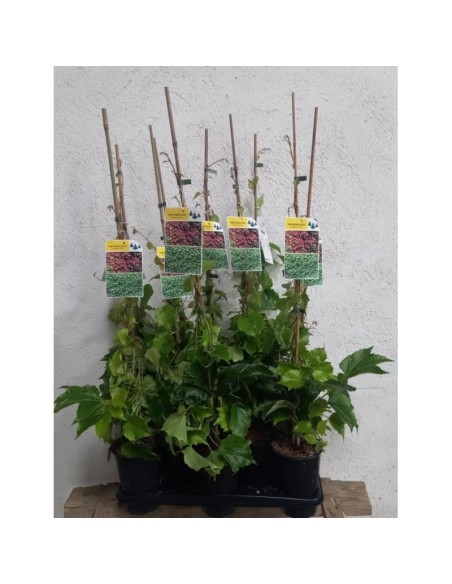 Parthenocissus Tricuspidata Robusta  Vid de Virginia Trepadora | Endanea Garden

