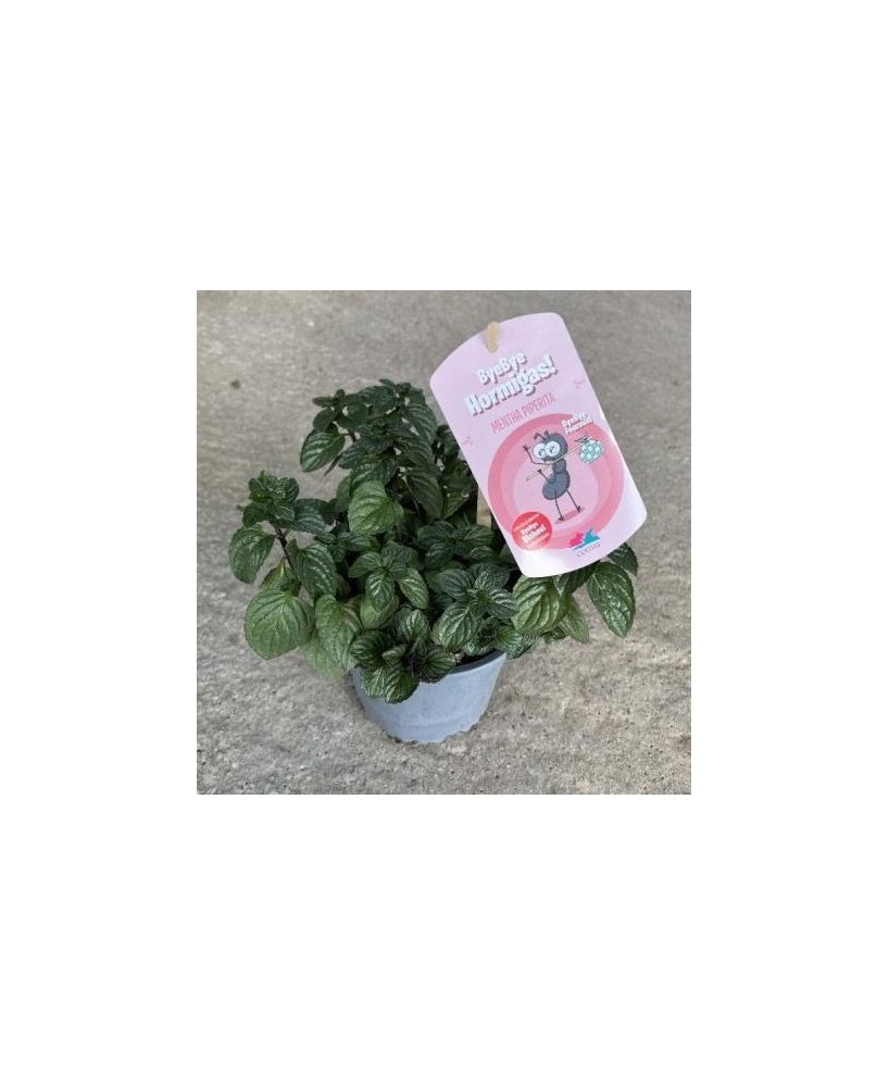Mentha Piperita (Menta Piperita) Aromática y Medicinal | Endanea Garden

Mentha Piperita (Menta Piperita) Aromática y Medicinal