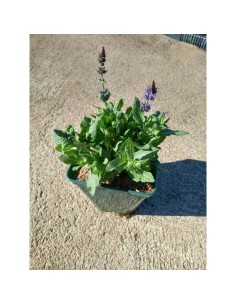 Salvia Memorosa Perenne  Flores Moradas y Aroma Atractivo | Endanea Garden


